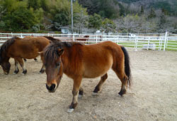 木曽馬
