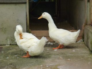 アヒル