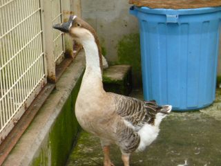 ガチョウ