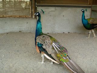 その他鳥類
