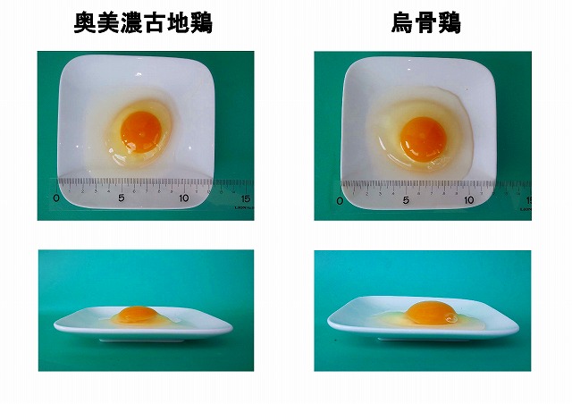 鶏卵